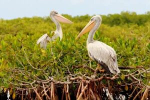 Excursion pirogue Sine Saloum pelicans mangroves