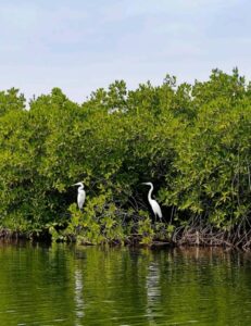 Excursion pirogue Sine Saloum herons blancs mangroves