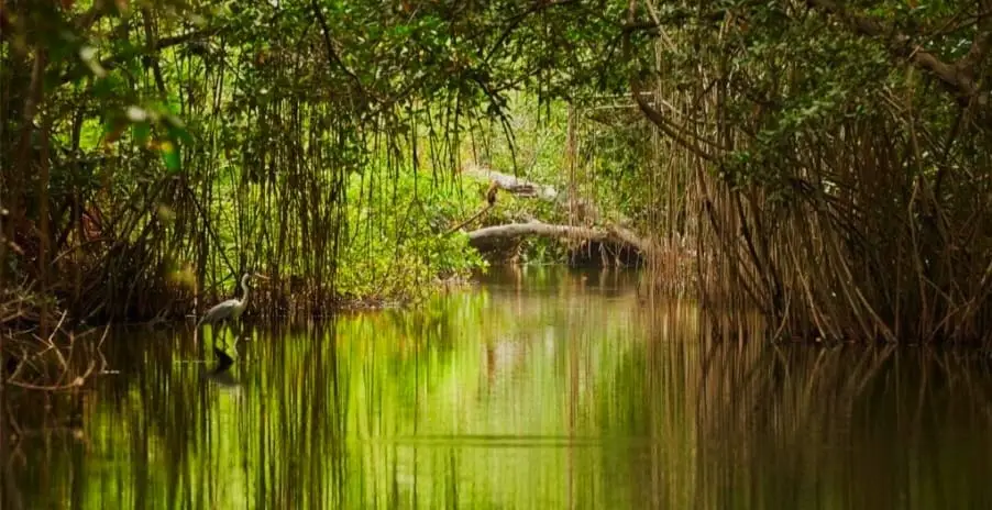 Tunnel de mangroves sauvages dans les bolongs du Sine Saloum au Sénégal